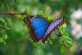 Michele Chenevert_butterfly.jpg